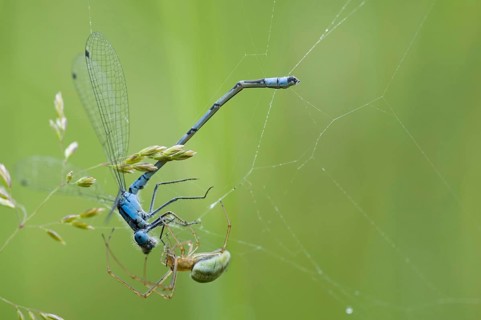 Common common stretch-spider