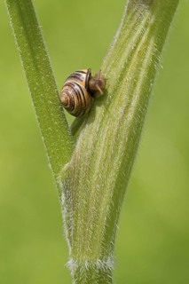 Hain snail