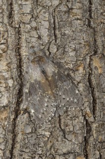 Lobster Moth