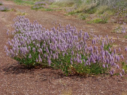 Australian featherbush