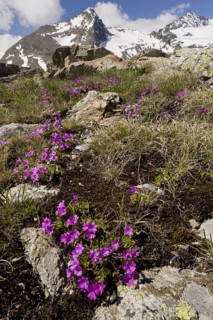 Hairy Primrose