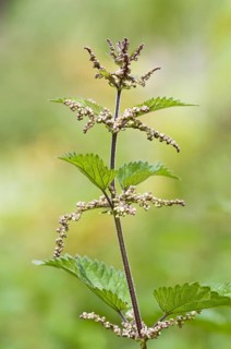 Stinging nettle
