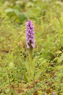 Southern Marsh Orchid