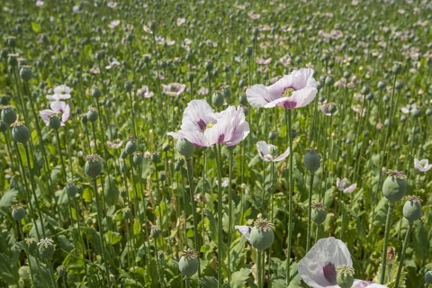 Cultivation of opium poppy