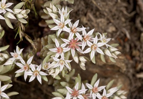 Spanish Stonecrop
