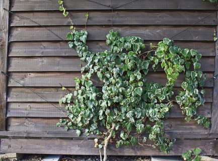 Common ivy