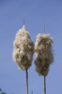 Broad-leaved bulrush