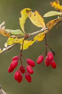 European Barberry