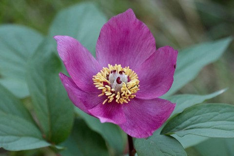 Paeonia corralina