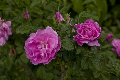 Japanese Rose