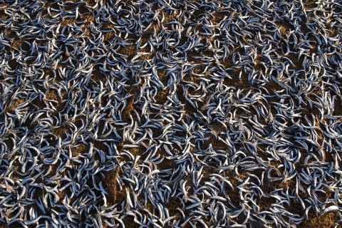 Small fish drying in the sun on Negombo beach