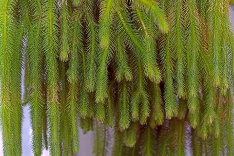 Club moss