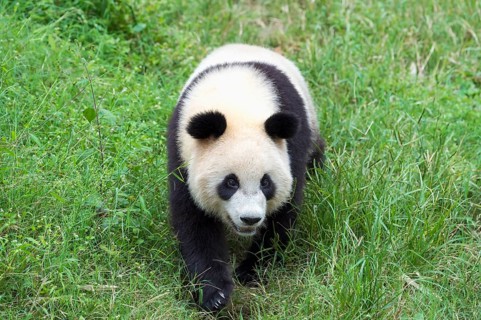 Giant Panda