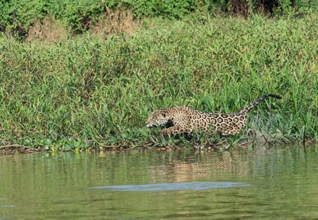 Male jaguar