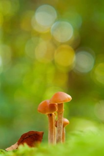 Galerina marginata