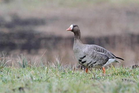 White-fronted Goose