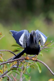 Anhinga