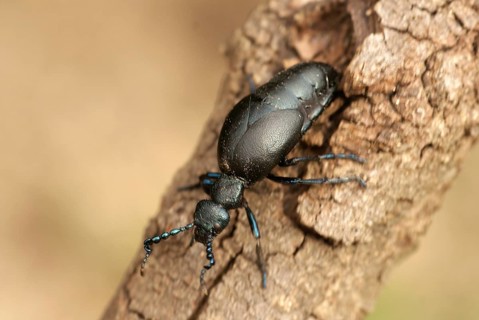 Dusky blue oil beetle