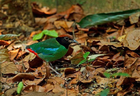 Hooded Pitta