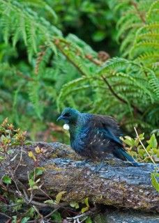 Tui