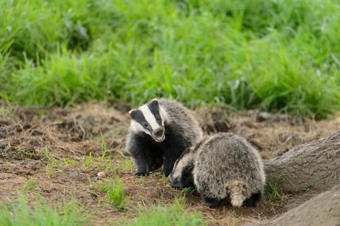Eurasian Badger