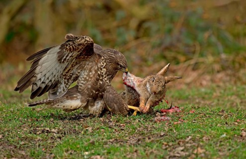Common Buzzard