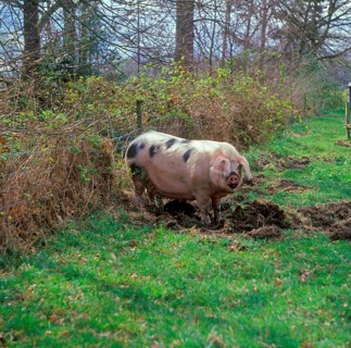 Domestic Pig