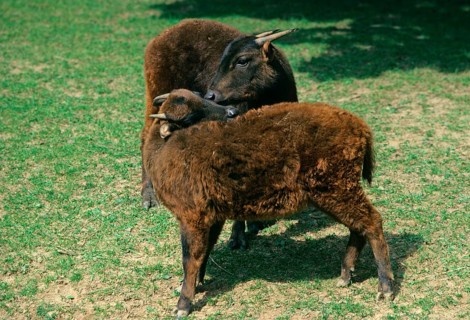 Mountain anoa