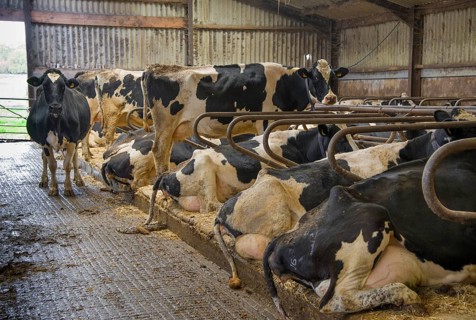 Domestic Cattle