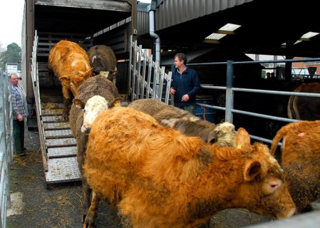 Cattle market