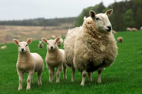 Domestic Sheep