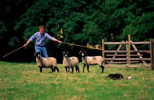 Sheep farming