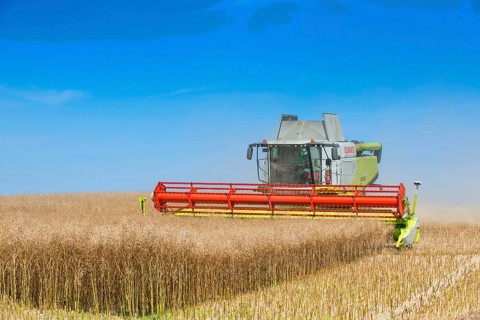 Oilseed Rape