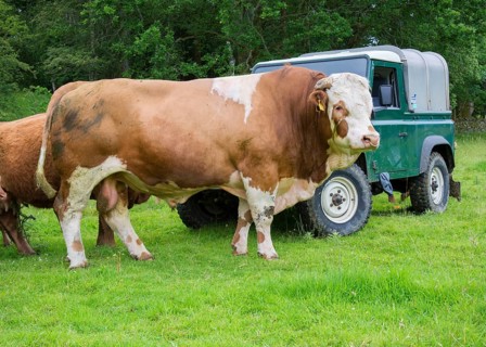 Domestic Cattle