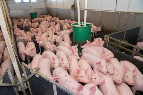 Pig farming