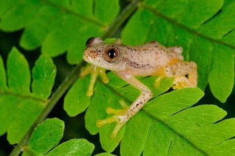Liberian Banana Frog