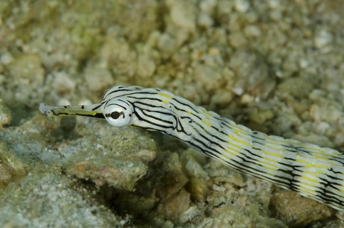 Network Pipefish