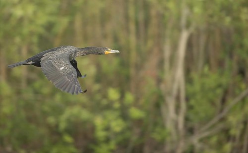 Double-crested cormorant