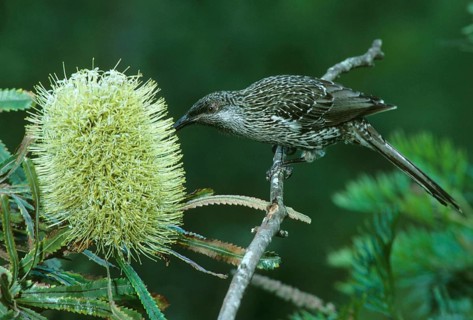 Lesser Wattled Bird