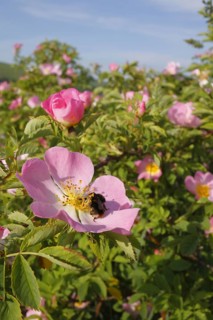 Early Bumblebee