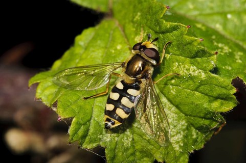 Common hoverflies