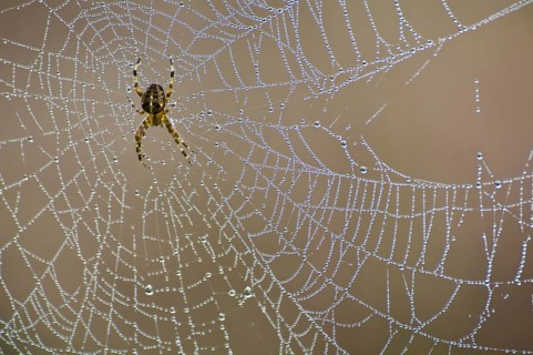 Garden cross spider