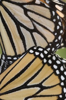 Monarch Butterfly