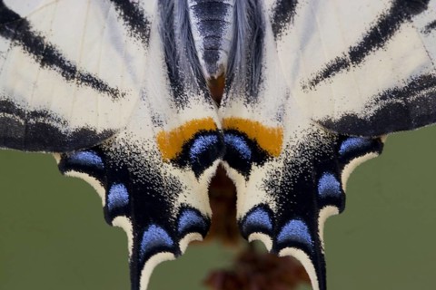 Papilio podalirius