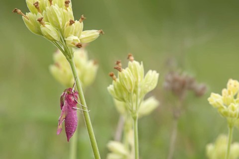 Small Elephant Hawkmoth
