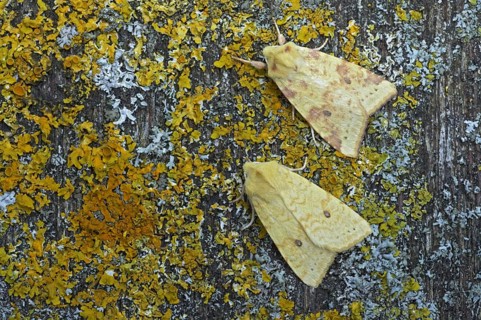 Common Sallow