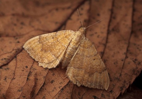 Yellow Shell