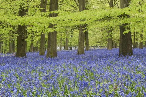 Bluebell