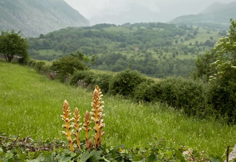 Ivy Broomrape