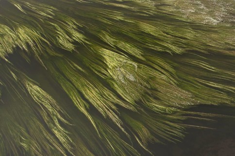 River Water-crowfoot